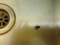 IMG_2749.jpeg