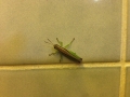 IMG_2762.jpeg