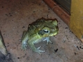 IMG_2993.jpeg