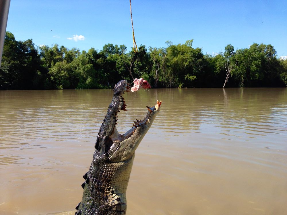 Jumping Crocodile - Adelaide River